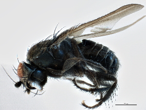  ( - CCDB-21403-E06)  @13 [ ] CreativeCommons - Attribution (2014) CBG Photography Group Centre for Biodiversity Genomics