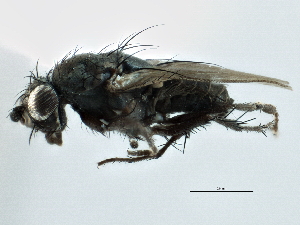  ( - CCDB-21403-H10)  @13 [ ] CreativeCommons - Attribution (2014) CBG Photography Group Centre for Biodiversity Genomics