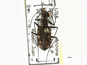  ( - CCDB-21408-A03)  @11 [ ] CreativeCommons - Attribution (2014) CBG Photography Group Centre for Biodiversity Genomics