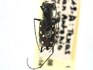  ( - CCDB-21408-A08)  @11 [ ] CreativeCommons - Attribution (2014) CBG Photography Group Centre for Biodiversity Genomics