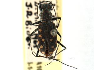  ( - CCDB-21408-A10)  @11 [ ] CreativeCommons - Attribution (2014) CBG Photography Group Centre for Biodiversity Genomics