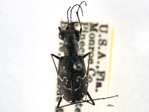  (Cicindela trifasciata - CCDB-21408-B12)  @11 [ ] CreativeCommons - Attribution (2014) CBG Photography Group Centre for Biodiversity Genomics