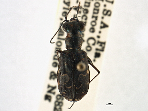  ( - CCDB-21408-C01)  @11 [ ] CreativeCommons - Attribution (2014) CBG Photography Group Centre for Biodiversity Genomics