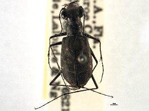  ( - CCDB-21408-C02)  @11 [ ] CreativeCommons - Attribution (2014) CBG Photography Group Centre for Biodiversity Genomics