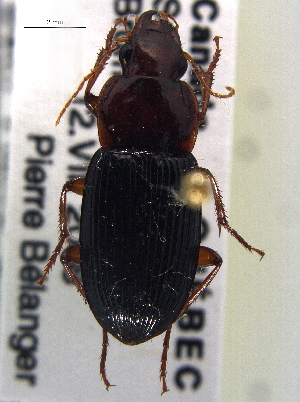  ( - CCDB-21414-G08)  @14 [ ] CreativeCommons - Attribution (2014) CBG Photography Group Centre for Biodiversity Genomics