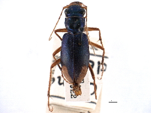  (Megacephala sobrina - CCDB-21415-C07)  @11 [ ] CreativeCommons - Attribution (2014) CBG Photography Group Centre for Biodiversity Genomics