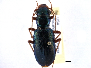  ( - CCDB-21415-C08)  @14 [ ] CreativeCommons - Attribution (2014) CBG Photography Group Centre for Biodiversity Genomics