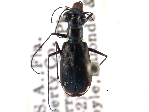  ( - CCDB-21415-D04)  @11 [ ] CreativeCommons - Attribution (2014) CBG Photography Group Centre for Biodiversity Genomics