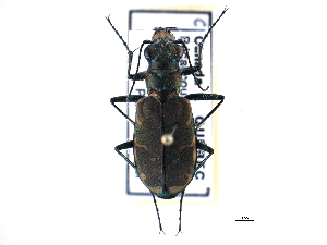  (Cicindela ancocisconensis - CCDB-21415-D09)  @15 [ ] CreativeCommons - Attribution (2014) CBG Photography Group Centre for Biodiversity Genomics