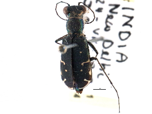  (Cicindela atelesta - CCDB-21415-D11)  @11 [ ] CreativeCommons - Attribution (2014) CBG Photography Group Centre for Biodiversity Genomics