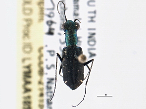  (Cicindela belli - CCDB-21415-D12)  @11 [ ] CreativeCommons - Attribution (2014) CBG Photography Group Centre for Biodiversity Genomics