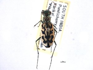  (Cicindela catena - CCDB-21415-E02)  @11 [ ] CreativeCommons - Attribution (2014) CBG Photography Group Centre for Biodiversity Genomics