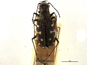 (Cicindela lunulata - CCDB-21415-G11)  @11 [ ] CreativeCommons - Attribution (2014) CBG Photography Group Centre for Biodiversity Genomics