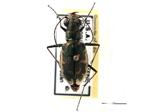  (Cicindela marginata - CCDB-21415-G12)  @11 [ ] CreativeCommons - Attribution (2014) CBG Photography Group Centre for Biodiversity Genomics
