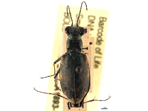  (Cicindela nevadica - CCDB-21415-H04)  @11 [ ] CreativeCommons - Attribution (2014) CBG Photography Group Centre for Biodiversity Genomics