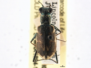  ( - CCDB-21415-H05)  @11 [ ] CreativeCommons - Attribution (2014) CBG Photography Group Centre for Biodiversity Genomics