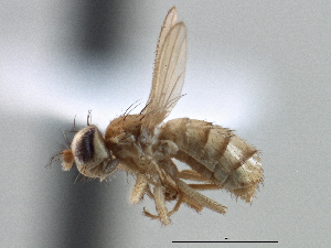  (Anthomyzidae - CCDB-21420-D08)  @15 [ ] CreativeCommons - Attribution (2014) CBG Photography Group Centre for Biodiversity Genomics