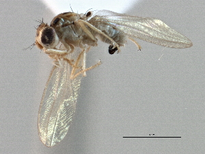  (Asteia multipunctata - CCDB-21420-H05)  @11 [ ] CreativeCommons - Attribution (2014) CBG Photography Group Centre for Biodiversity Genomics