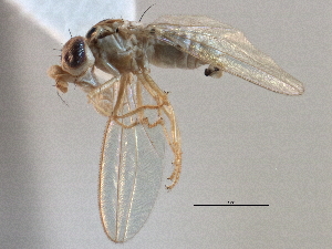  ( - CCDB-21420-H06)  @11 [ ] CreativeCommons - Attribution (2014) CBG Photography Group Centre for Biodiversity Genomics