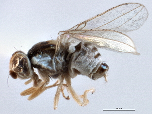  (Phlebosotera angustigena - CCDB-21420-H09)  @11 [ ] CreativeCommons - Attribution (2014) CBG Photography Group Centre for Biodiversity Genomics