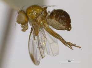  ( - CCDB-21423-F02)  @11 [ ] CreativeCommons - Attribution (2013) CBG Photography Group Centre for Biodiversity Genomics