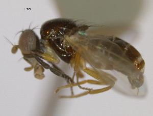  ( - CCDB-21423-F05)  @13 [ ] CreativeCommons - Attribution (2013) CBG Photography Group Centre for Biodiversity Genomics