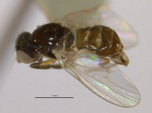 ( - CCDB-21423-F06)  @13 [ ] CreativeCommons - Attribution (2013) CBG Photography Group Centre for Biodiversity Genomics