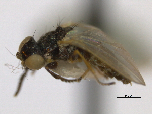  ( - CCDB-21423-F07)  @13 [ ] CreativeCommons - Attribution (2013) CBG Photography Group Centre for Biodiversity Genomics