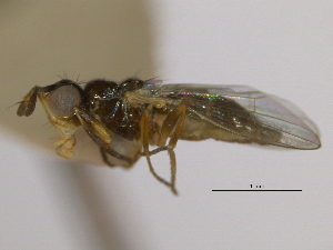  ( - CCDB-21423-G06)  @11 [ ] CreativeCommons - Attribution (2013) CBG Photography Group Centre for Biodiversity Genomics