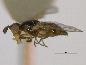  ( - CCDB-21423-G08)  @13 [ ] CreativeCommons - Attribution (2013) CBG Photography Group Centre for Biodiversity Genomics