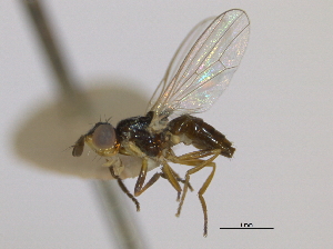  ( - CCDB-21423-G09)  @11 [ ] CreativeCommons - Attribution (2013) CBG Photography Group Centre for Biodiversity Genomics