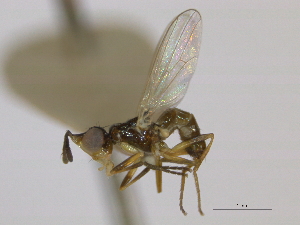  ( - CCDB-21423-G10)  @13 [ ] CreativeCommons - Attribution (2013) CBG Photography Group Centre for Biodiversity Genomics
