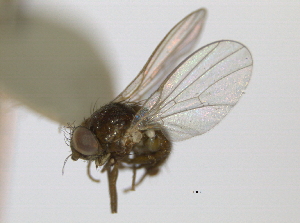  (Agromyza puda - CCDB-21423-H05)  @11 [ ] CreativeCommons - Attribution (2013) CBG Photography Group Centre for Biodiversity Genomics