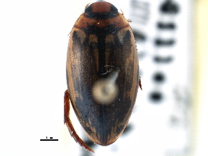  (Coptotomus - CCDB-21426-E03)  @14 [ ] CreativeCommons - Attribution (2014) CBG Photography Group Centre for Biodiversity Genomics
