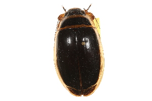  ( - CCDB-21426-F12)  @14 [ ] CreativeCommons - Attribution (2014) CBG Photography Group Centre for Biodiversity Genomics