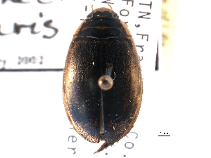  ( - CCDB-21426-G11)  @11 [ ] CreativeCommons - Attribution (2014) CBG Photography Group Centre for Biodiversity Genomics
