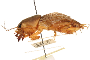  (Neoscapteriscus mexicanus - CCDB-21427-A06)  @11 [ ] CreativeCommons - Attribution (2014) CBG Photography Group Centre for Biodiversity Genomics