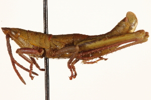  ( - CCDB-21427-D02)  @11 [ ] CreativeCommons - Attribution (2014) CBG Photography Group Centre for Biodiversity Genomics