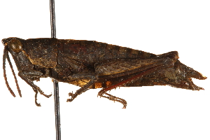  (Piscacris affinis - CCDB-21427-D06)  @11 [ ] CreativeCommons - Attribution (2014) CBG Photography Group Centre for Biodiversity Genomics