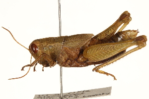  ( - CCDB-21427-F12)  @11 [ ] CreativeCommons - Attribution (2014) CBG Photography Group Centre for Biodiversity Genomics