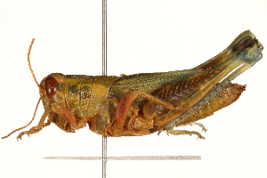  ( - CCDB-21427-G01)  @11 [ ] CreativeCommons - Attribution (2014) CBG Photography Group Centre for Biodiversity Genomics