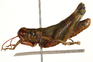  ( - CCDB-21427-G02)  @11 [ ] CreativeCommons - Attribution (2014) CBG Photography Group Centre for Biodiversity Genomics