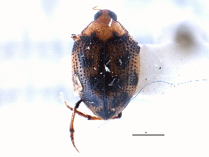  ( - CCDB-21428-E01)  @11 [ ] CreativeCommons - Attribution (2014) CBG Photography Group Centre for Biodiversity Genomics