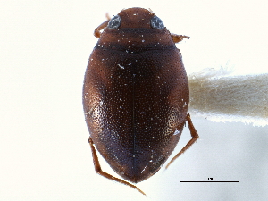  ( - CCDB-21428-H05)  @11 [ ] CreativeCommons - Attribution (2014) CBG Photography Group Centre for Biodiversity Genomics