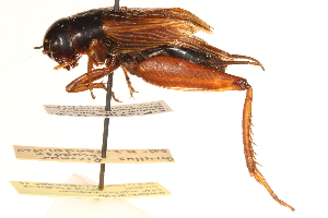  ( - CCDB-21429-A12)  @11 [ ] CreativeCommons - Attribution (2014) CBG Photography Group Centre for Biodiversity Genomics