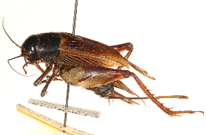  ( - CCDB-21429-B01)  @15 [ ] CreativeCommons - Attribution (2014) CBG Photography Group Centre for Biodiversity Genomics