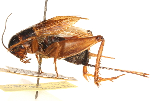  ( - CCDB-21429-B04)  @14 [ ] CreativeCommons - Attribution (2014) CBG Photography Group Centre for Biodiversity Genomics