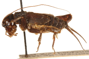  ( - CCDB-21429-B09)  @11 [ ] CreativeCommons - Attribution (2014) CBG Photography Group Centre for Biodiversity Genomics