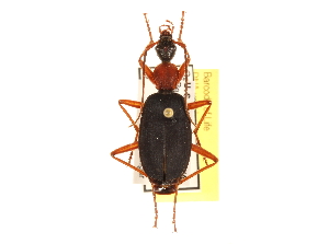  ( - CCDB-21430-D06)  @14 [ ] CreativeCommons - Attribution (2014) CBG Photography Group Centre for Biodiversity Genomics