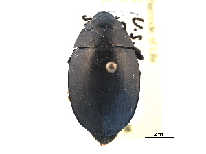  ( - CCDB-21430-H08)  @11 [ ] CreativeCommons - Attribution (2014) CBG Photography Group Centre for Biodiversity Genomics